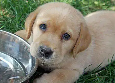-Labrador-Retriever.webp