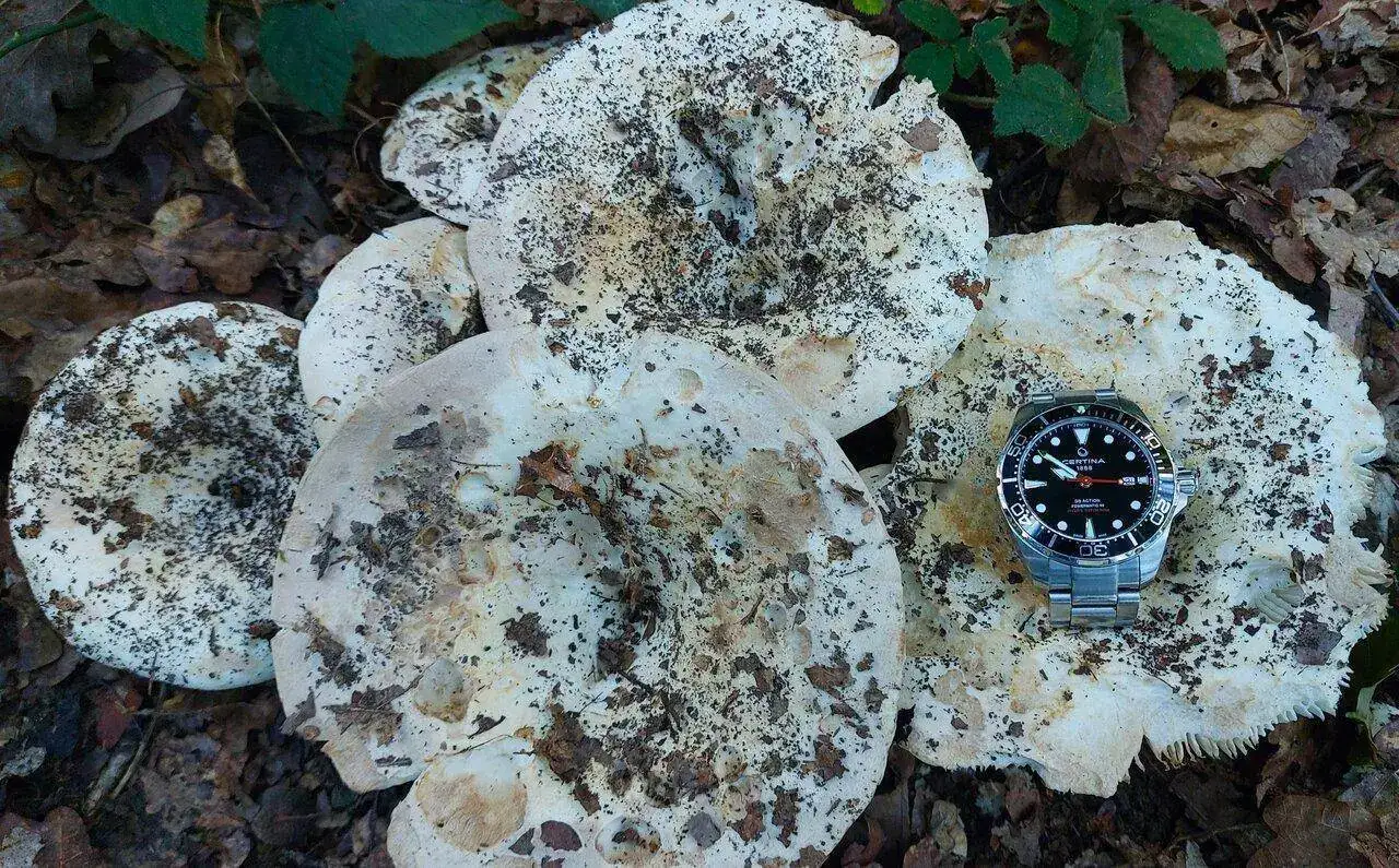 Lactriusvellereus20230930_095123.webp