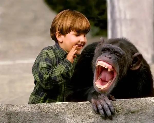 laughing_chimp.webp