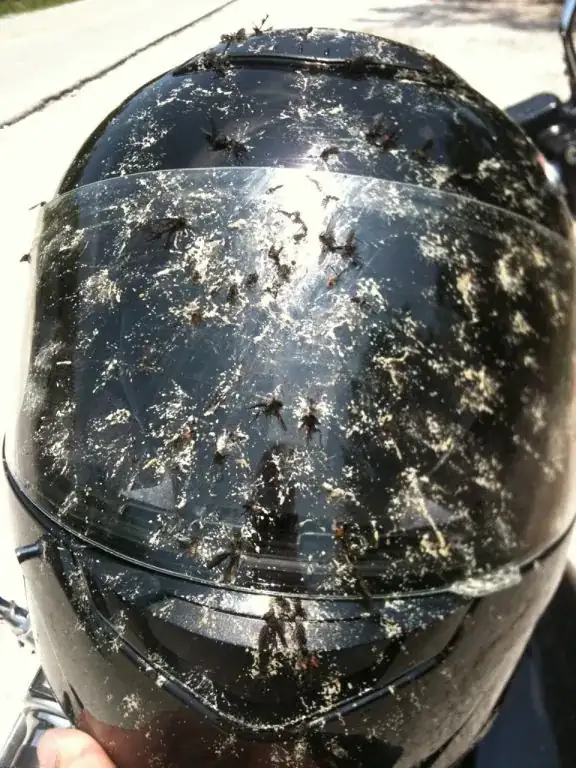 Lavar-mosquitos-de-pantalla-casco-MotorADN-2.webp