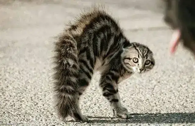 Lenguaje-y-comunicaci%C3%B3n-del-gato-1.webp