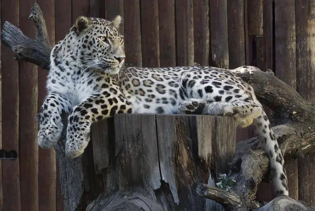 Leopardo.webp