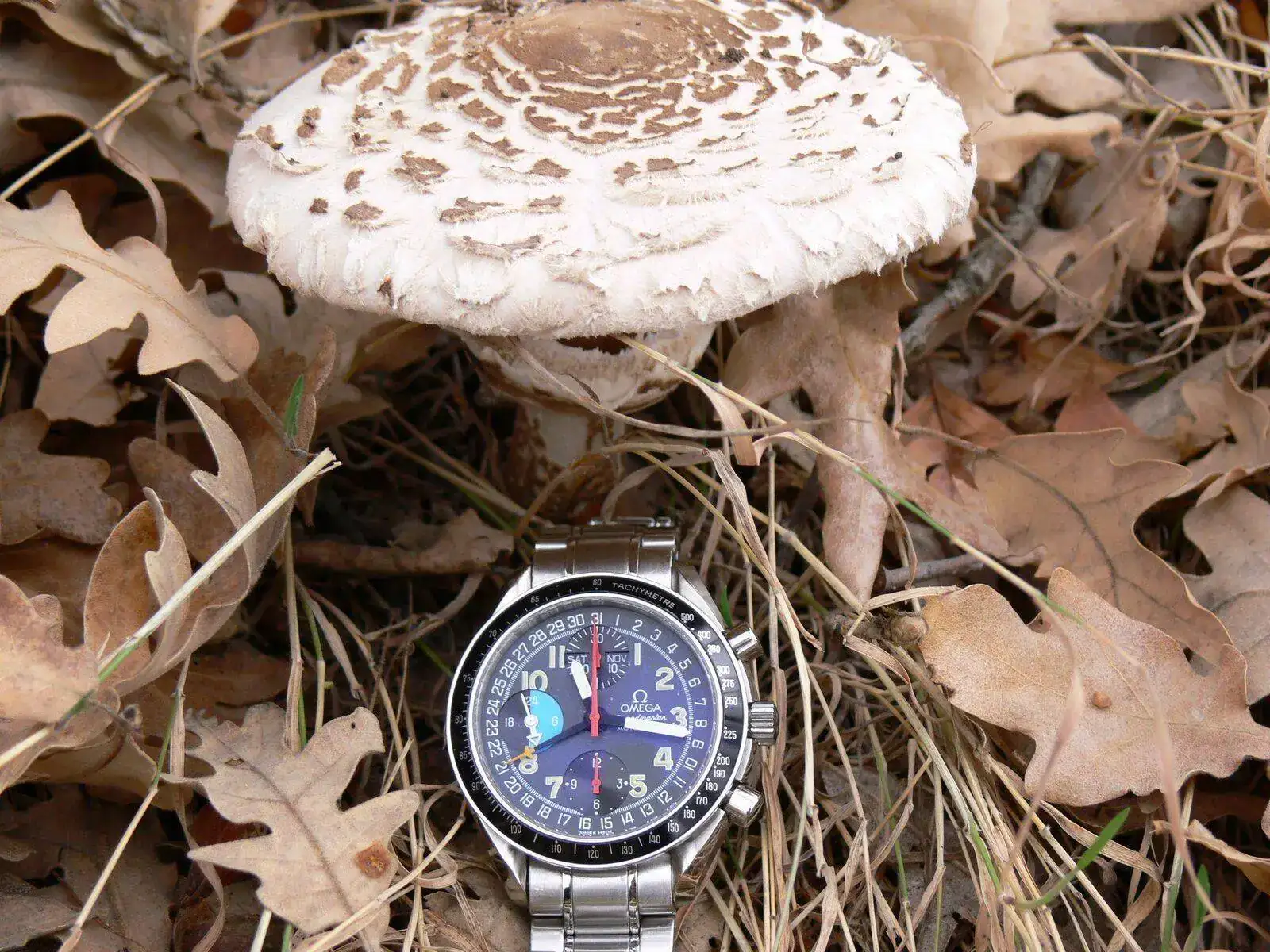 lepiota.webp