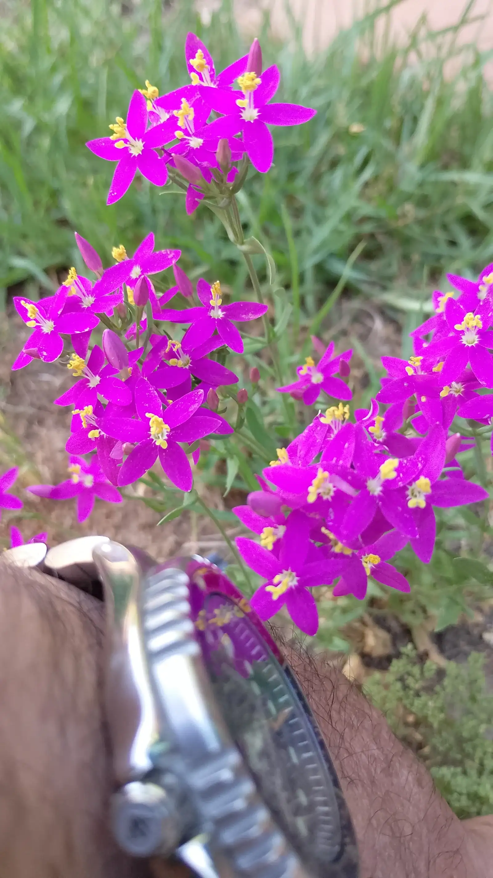 lila.webp