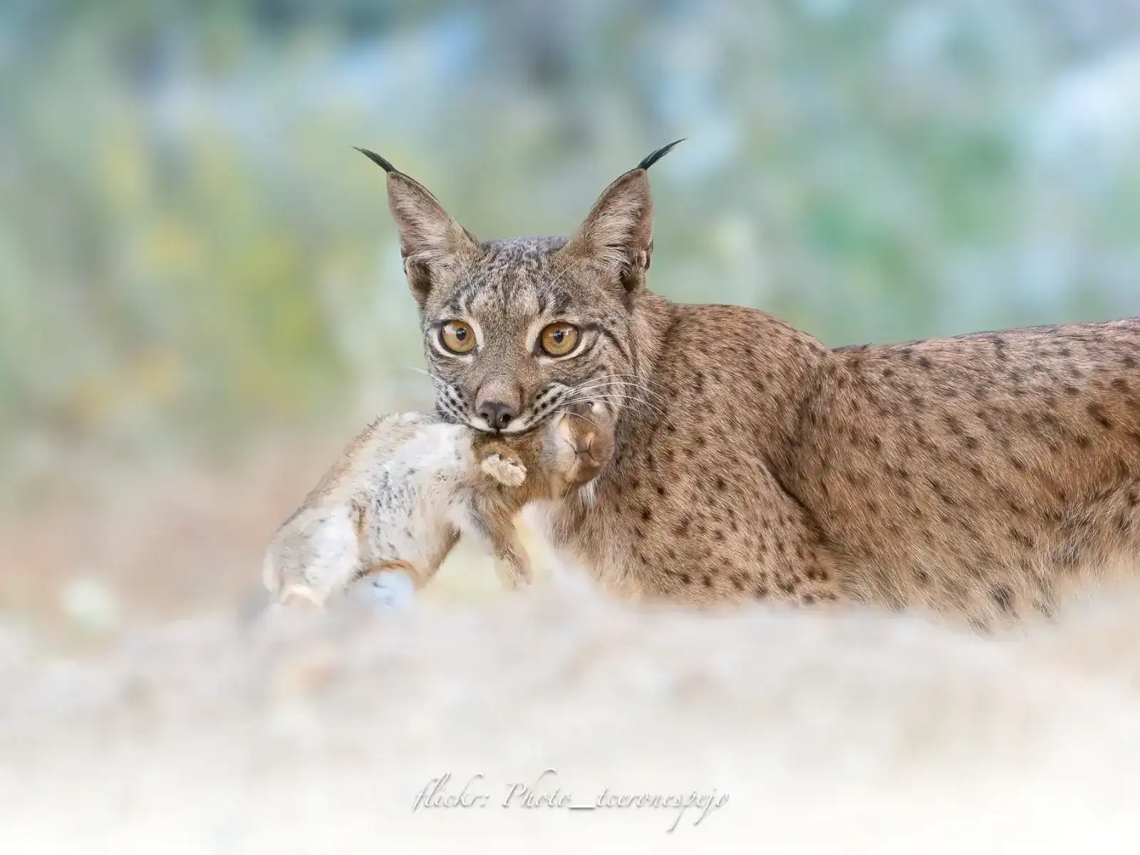 lince conejo-2.webp