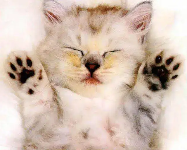 Lindas+Fotos+De+Gatos+-+Www.10Pixeles.Com+%2813%29.webp
