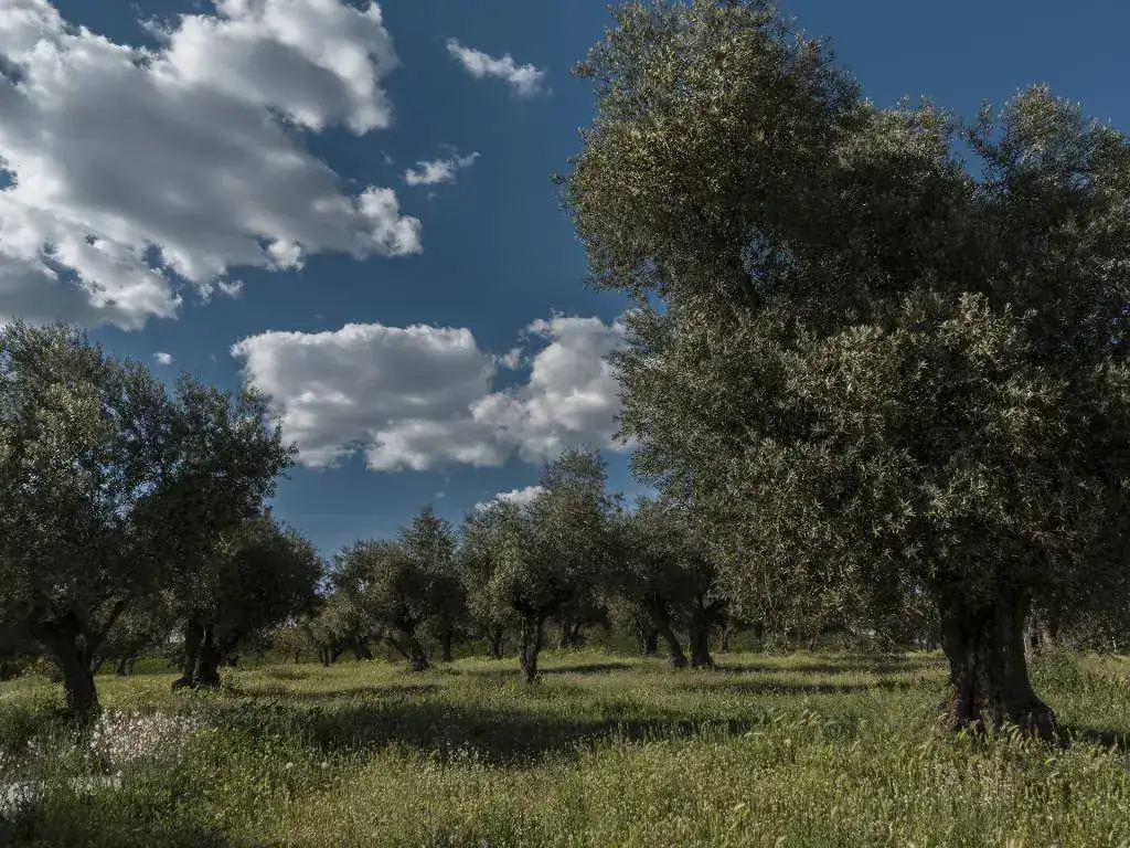Los Olivos en Primavera.webp