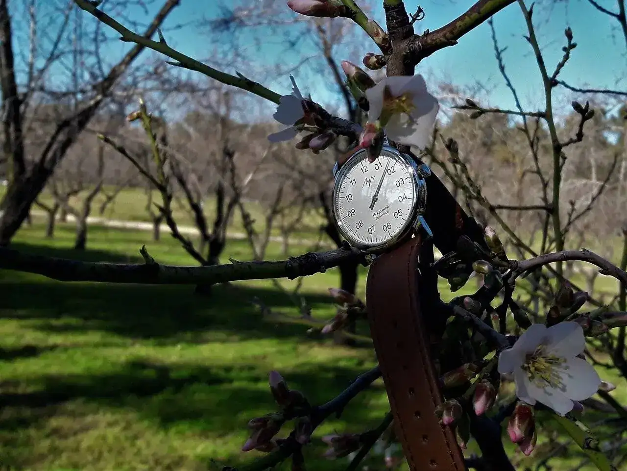 Luch Almendros 1.webp