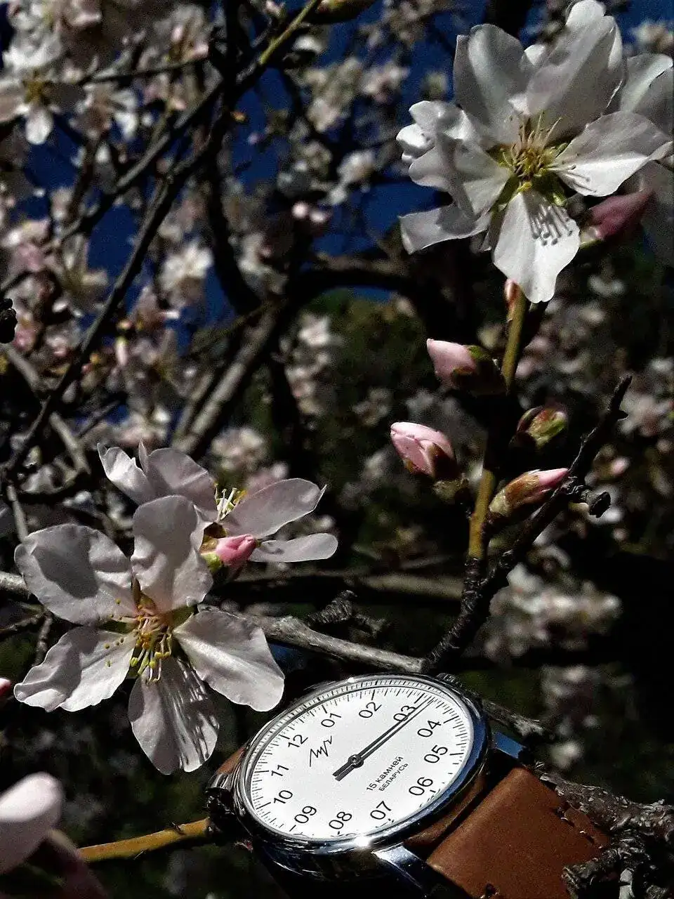 Luch Almendros 3.webp