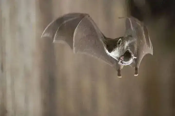 Madre murciélago.webp
