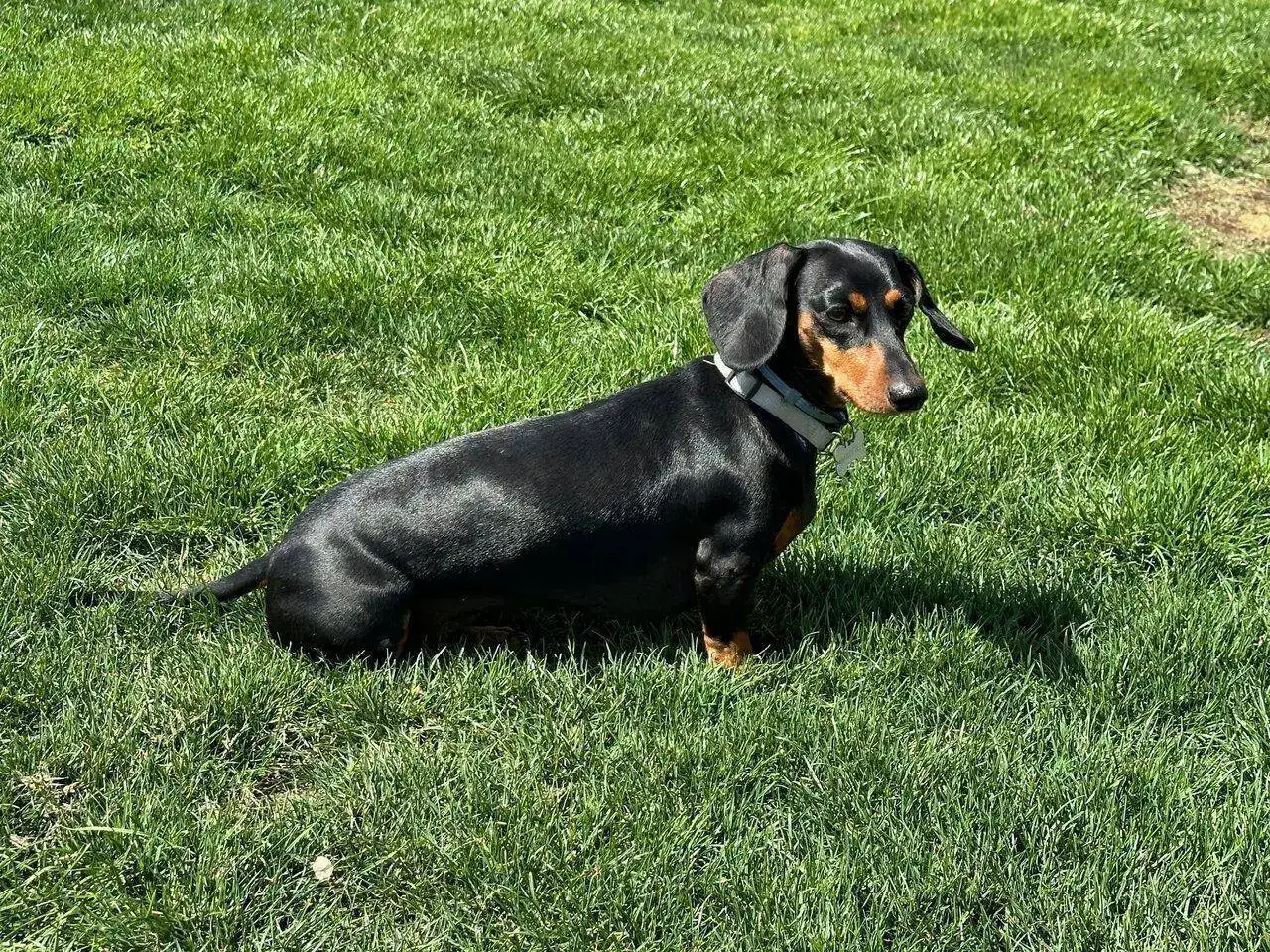 Maggie.webp