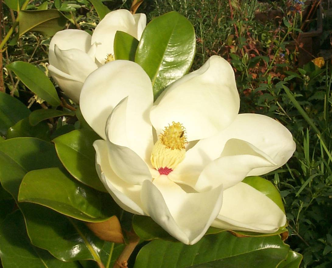Magnolia%2520grandiflora%25203.jpg