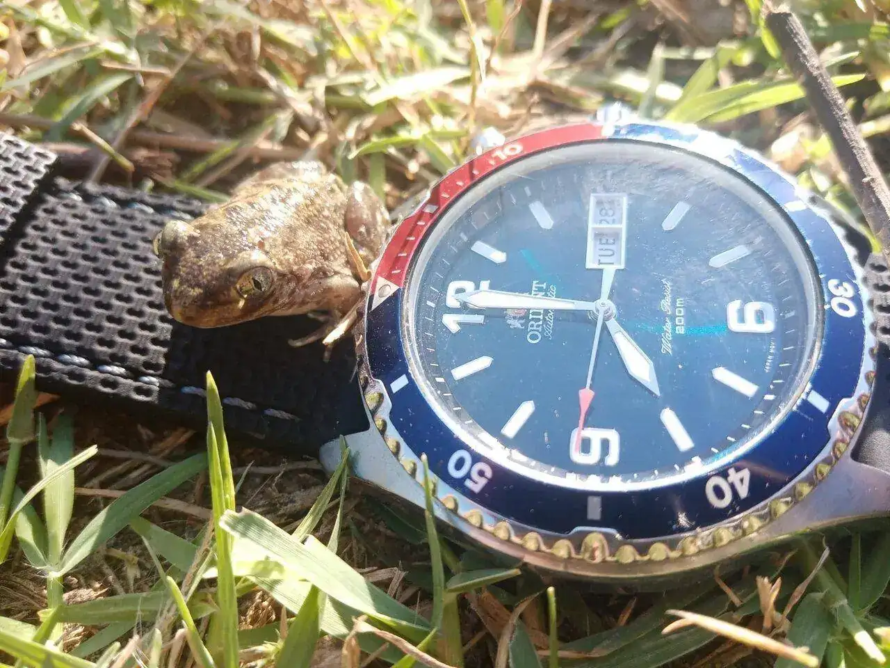 Mako-vs Amphibian.webp