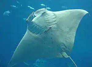 manta.webp
