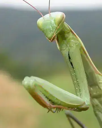 Mantis-religiosa-1.webp