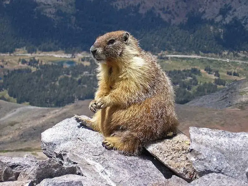Marmot-edit1.jpg