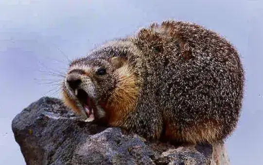 marmot3.webp