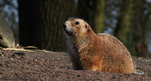 marmota.gif