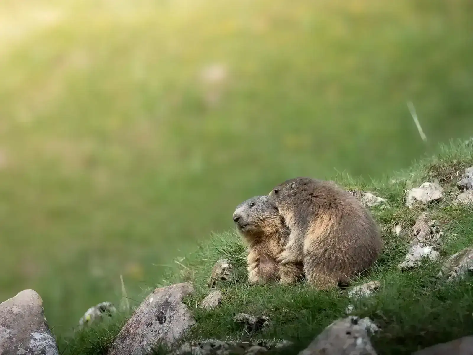 marmotas del pirineo.webp