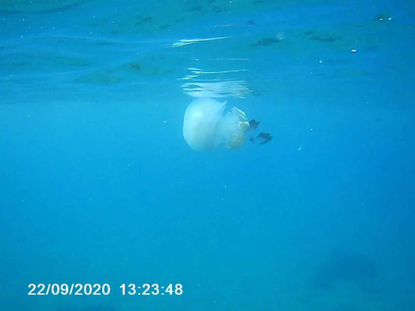 medusaok.webp