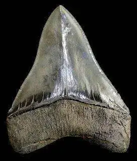 Megalodon 004.jpg