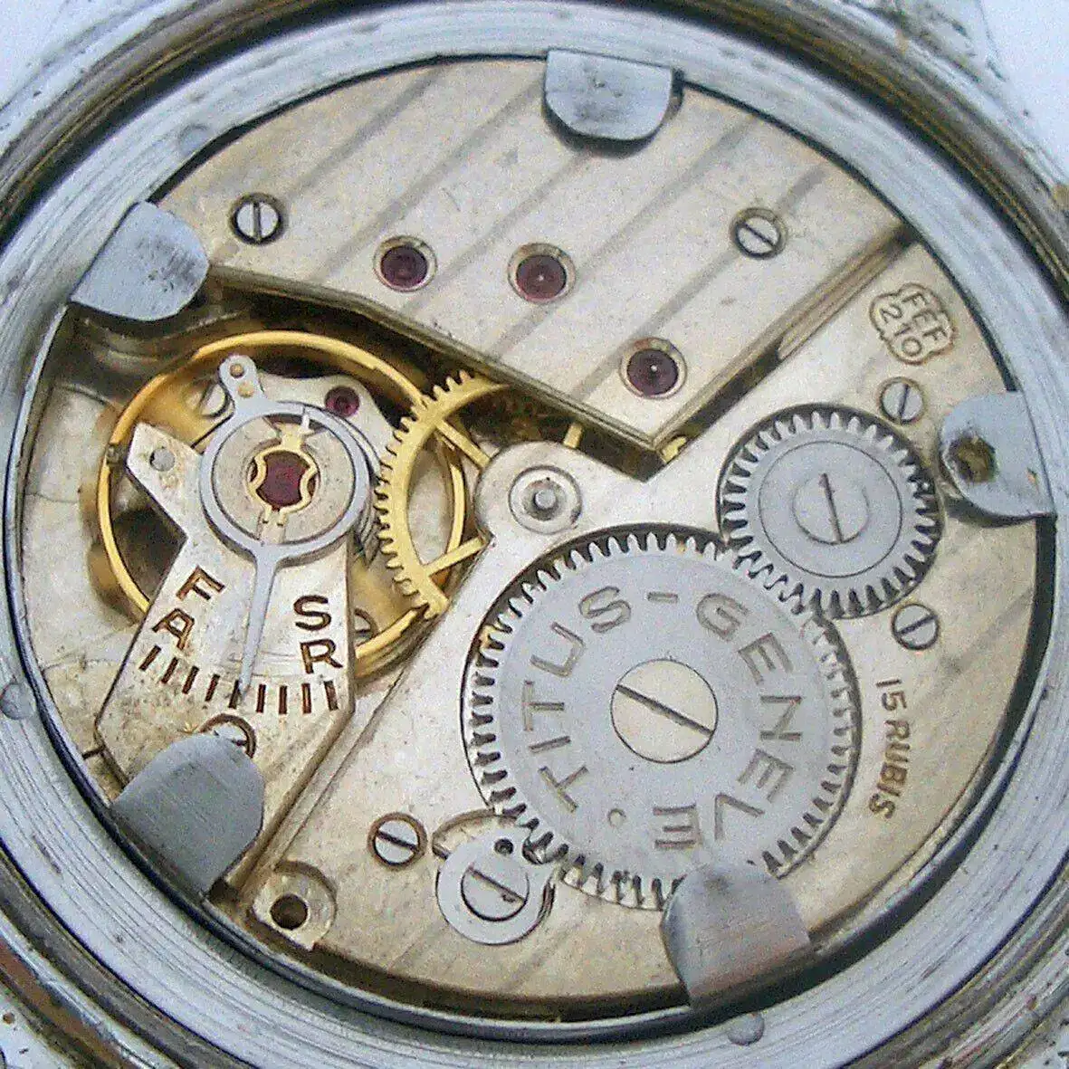 Mi Titus germano_holandés 9.jpg