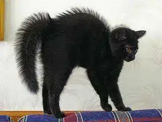 miau.webp