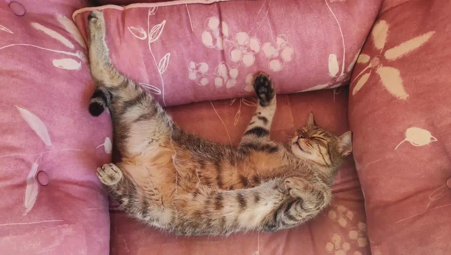 Mimi Mau.webp