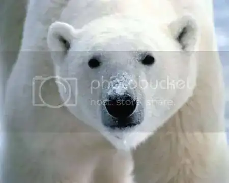 mn-oso-polar.webp