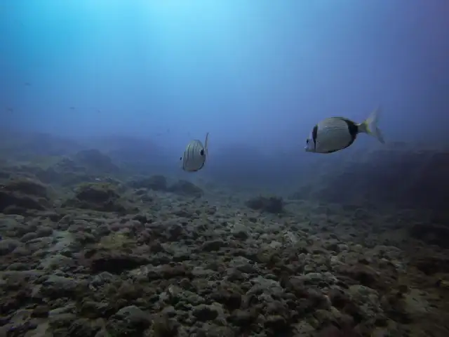MOJARRA.webp