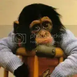 monkey1.webp