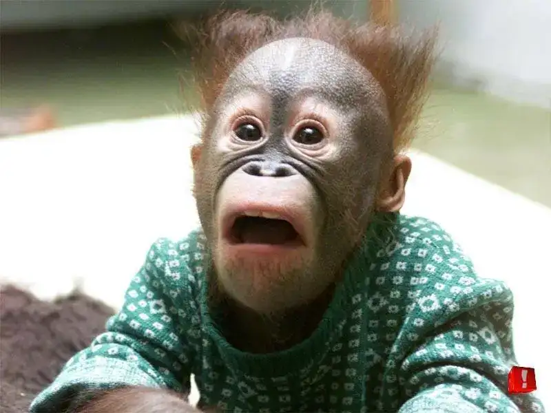 Mono-sorprendido.webp