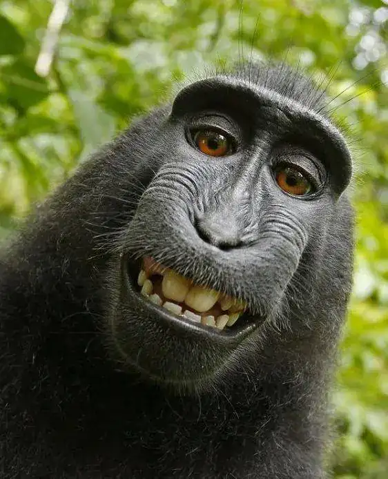 mono0.webp