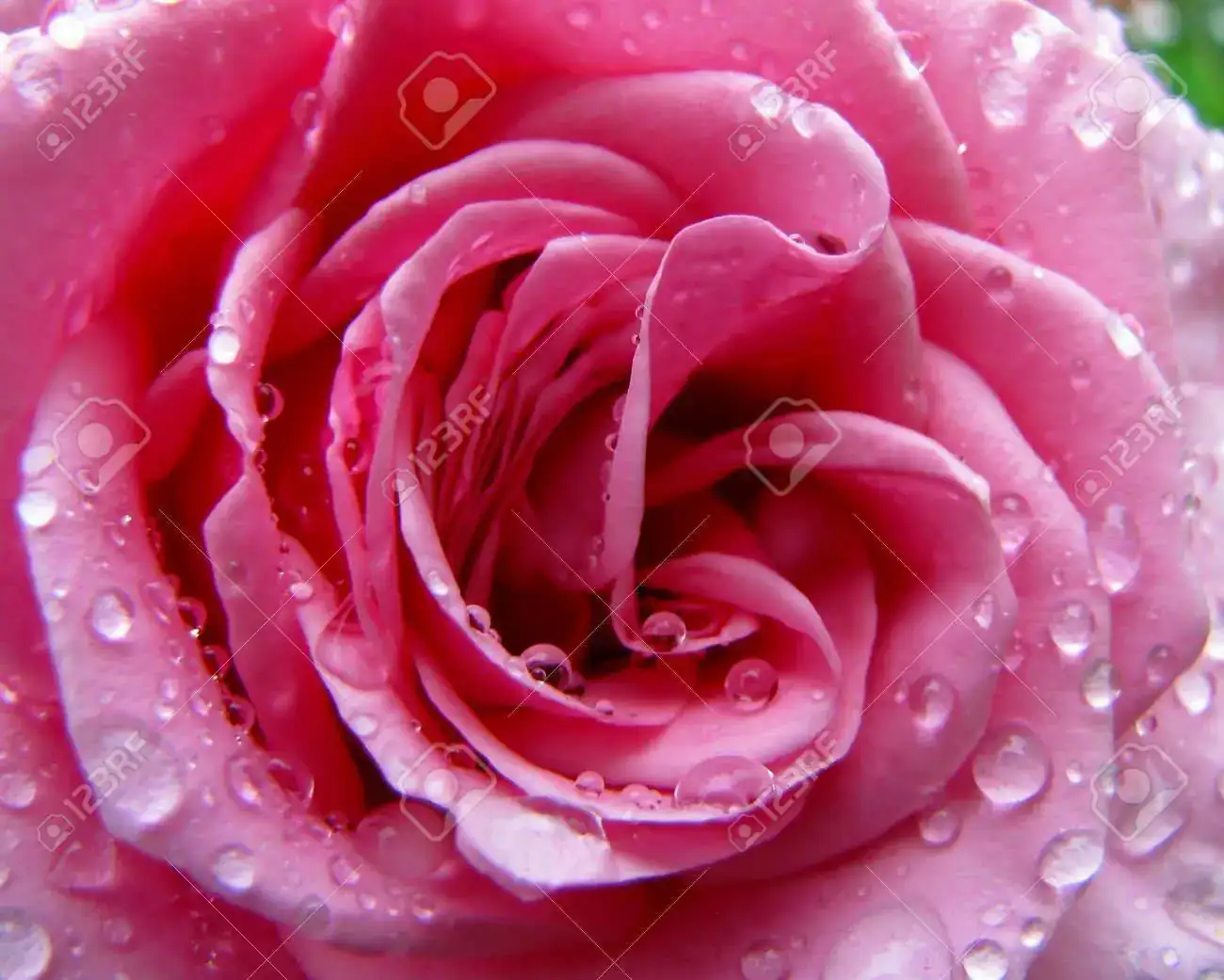 mosa-rosa-rosa-con-gotas-de-lluvia-Foto-de-archivo.webp