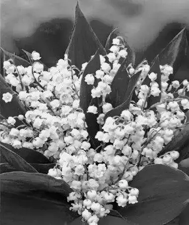 muguet-1-de-mayo (1)~2.webp