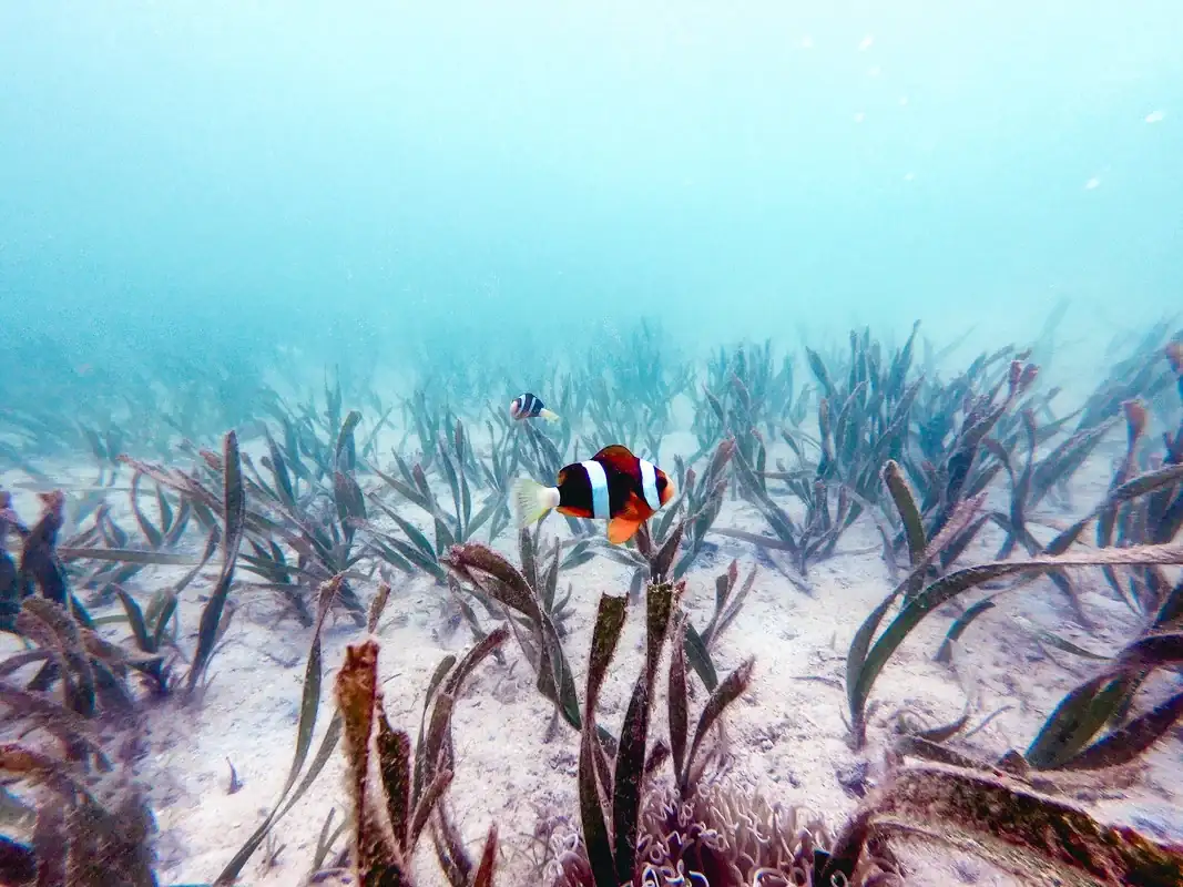 NEMO-CORON.webp