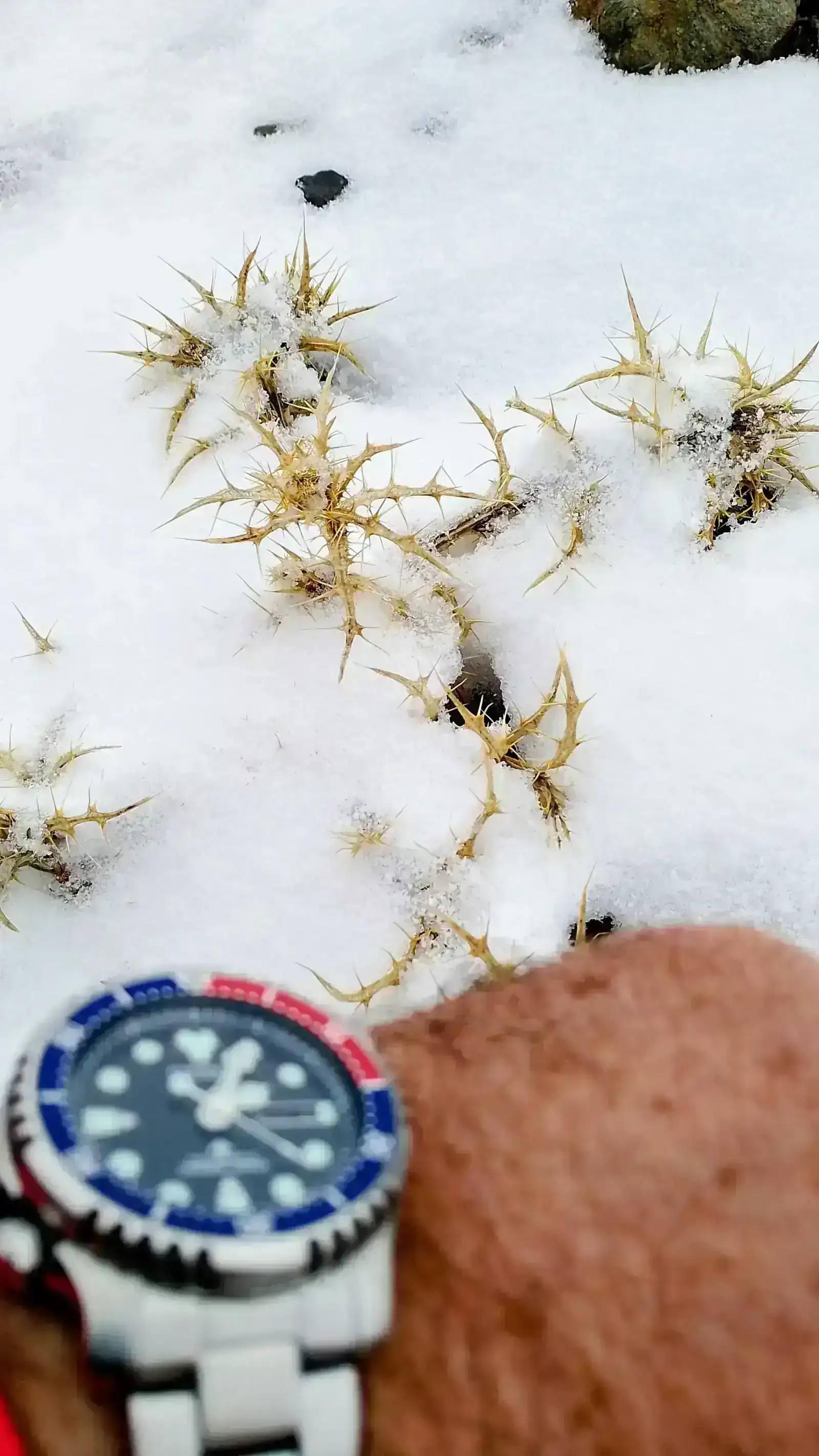 nieve 01.webp