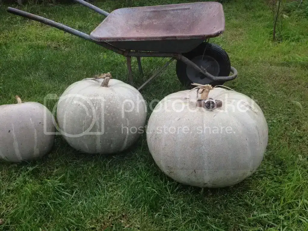null_zpsc38ce6f7.webp
