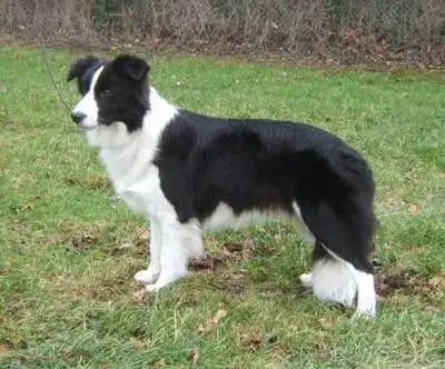 Obama_BorderCollie.webp
