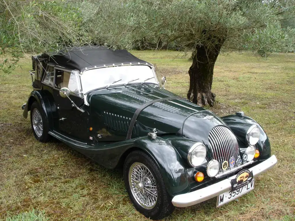 Olivos Morgan.webp
