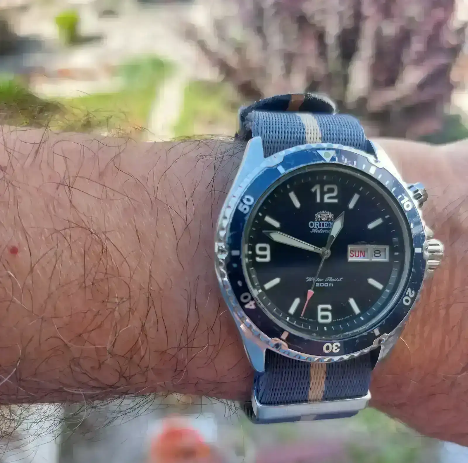 orient mako I.webp