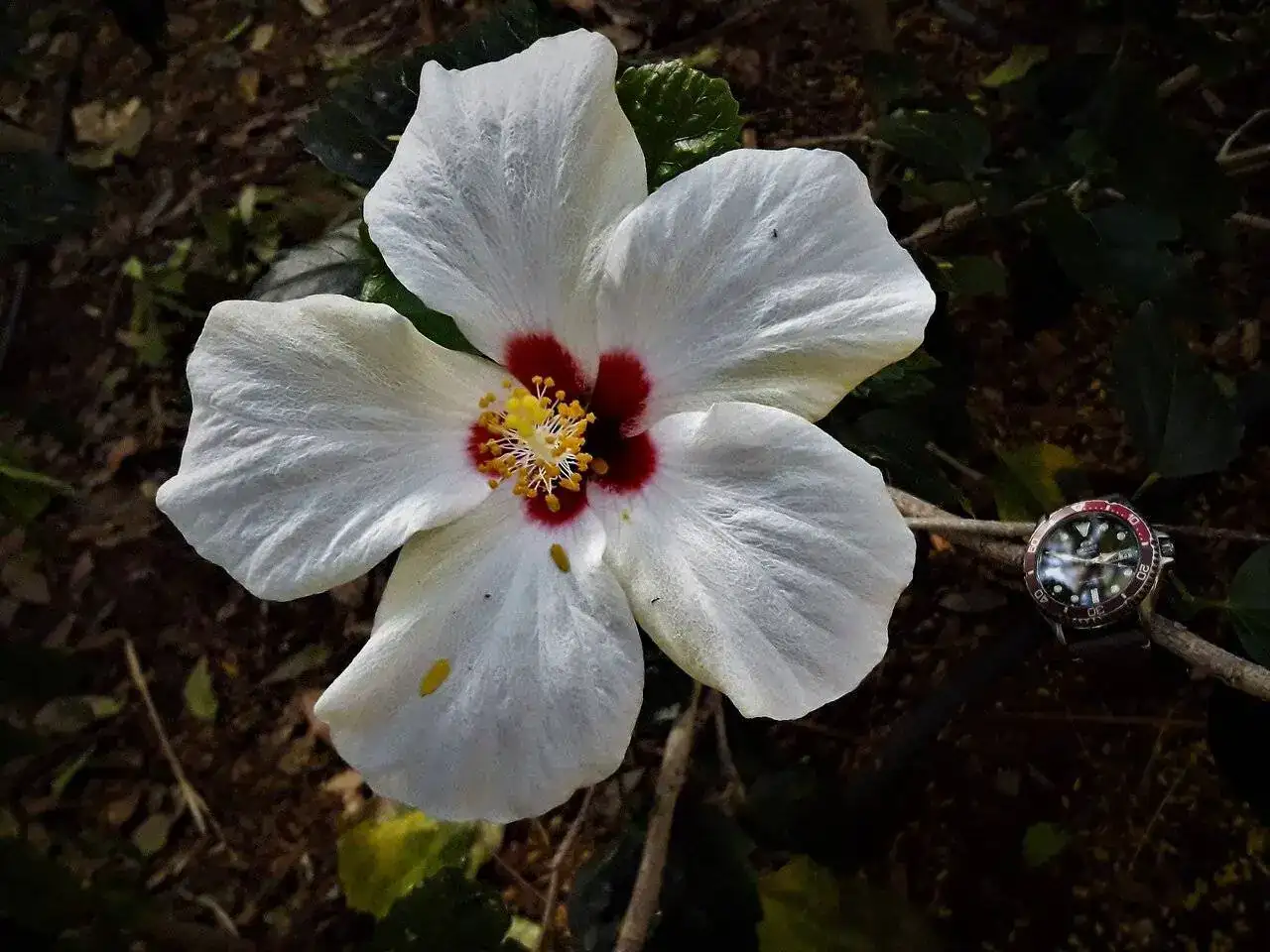 Orient red & white.webp