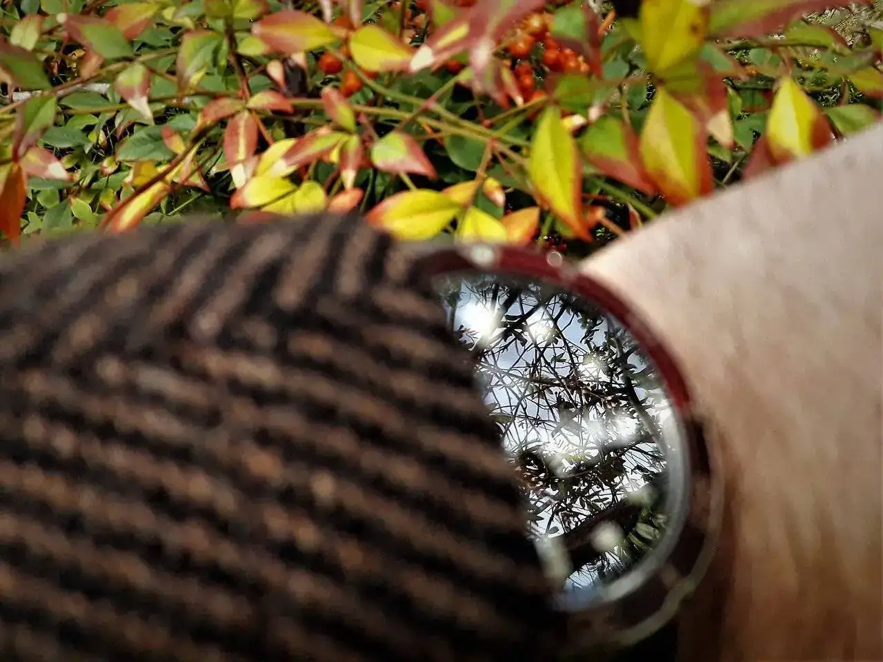 Orient y hojas de otoño.jpg