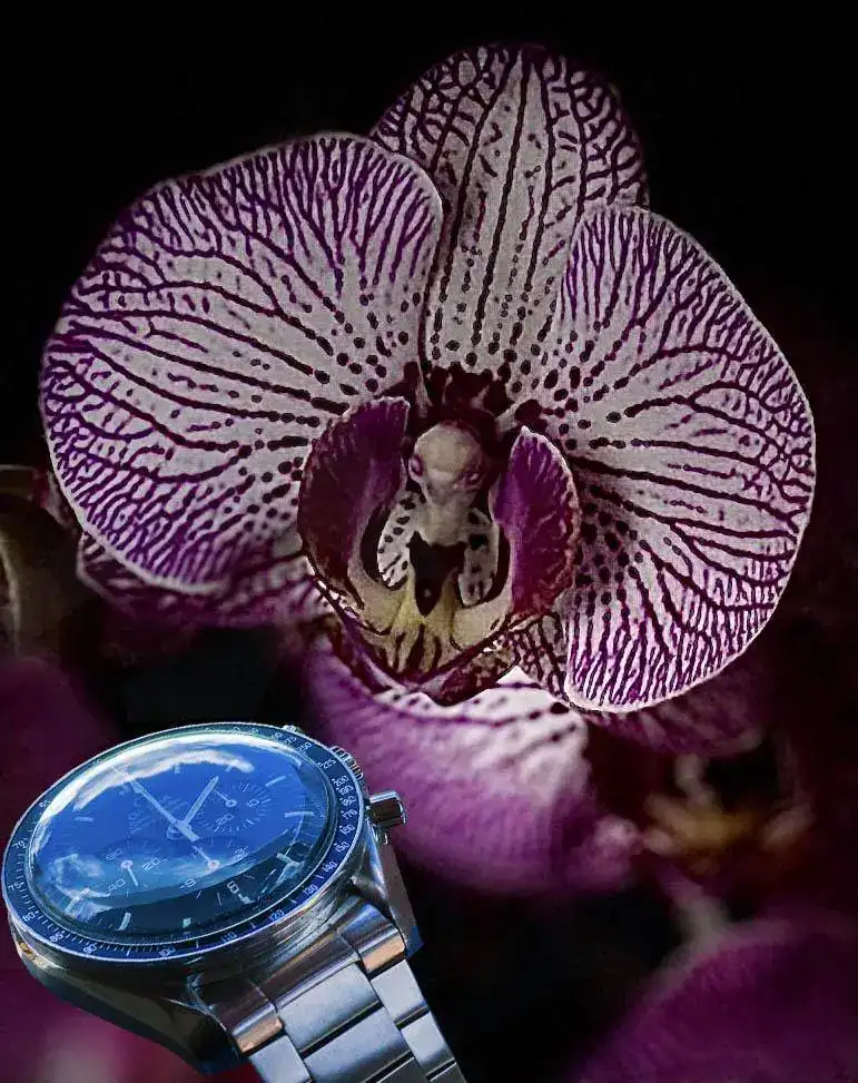 Orquidea.webp