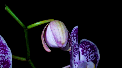 orquideas-en-crecimiento-Gifmaniacos.es-16.gif