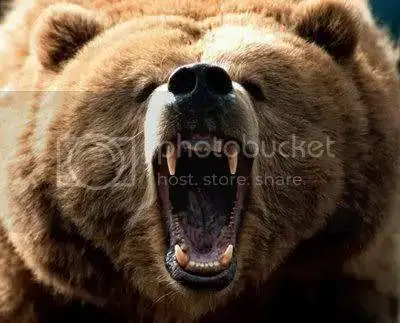 oso-pardo-2.webp
