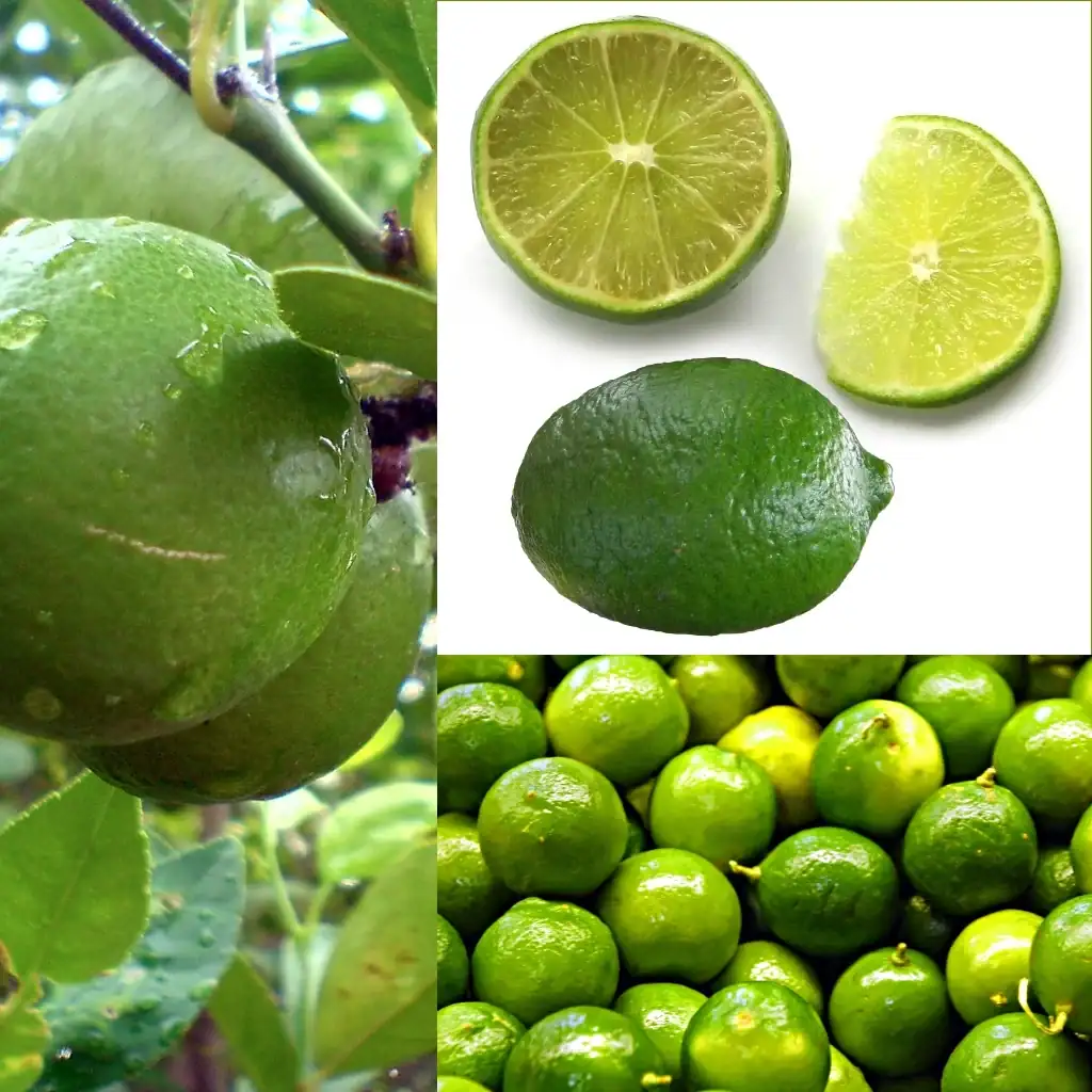Owoce_Lima.webp