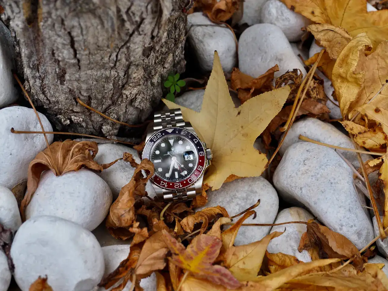 P1010597.webp