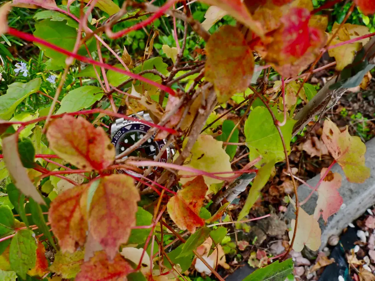 P1010610 (1).webp