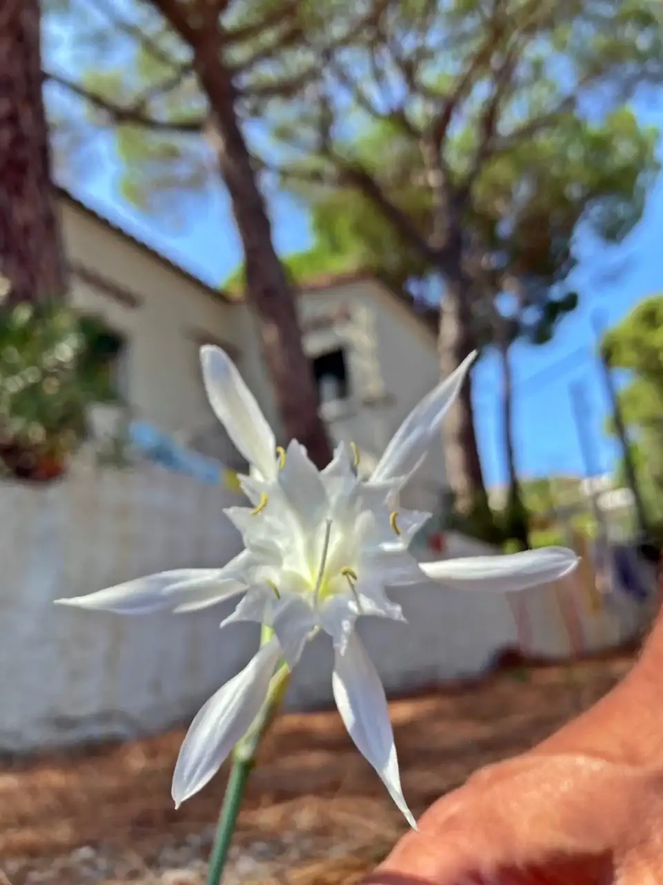 Pancratium Maritimum.webp